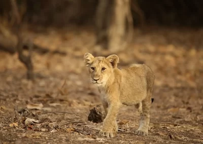 GIR LION SAFARI